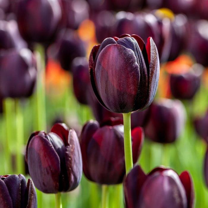 Tulip 'Queen of the Night' (5 Bulbs)