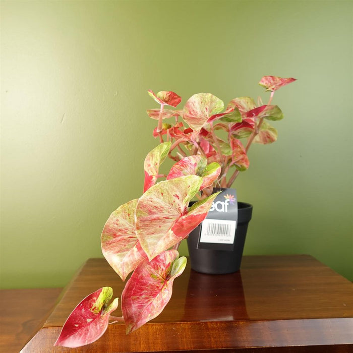 Premium Quality 35cm Artificial Trailing Hanging Plant Pink Splash Caladium - Realistic & Durable