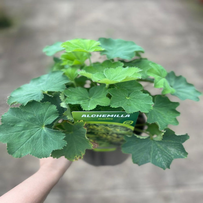 Alchemilla mollis 2L