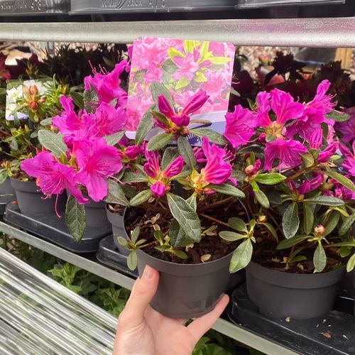 https://images.avasam.com/?url=https://avasamnew.s3.amazonaws.com/product/GB010245/S0671555076/3.png&w=500