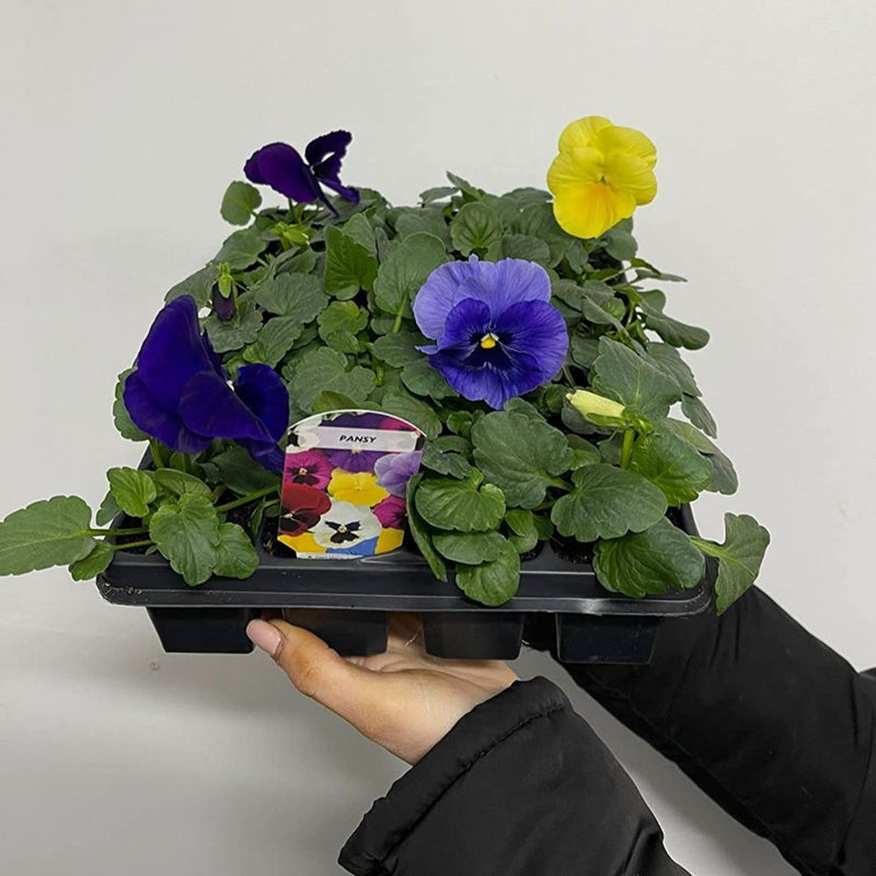 20 Pack Pansy Tray Mixed Colours Bedding Plants Garden Ready Pansies Tubs Pots