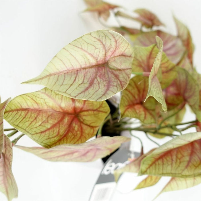 30cm Artificial Pink Caladium Potted Trailing Plant Realistic