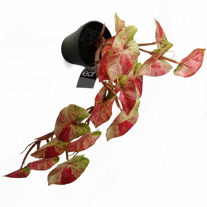 Realistic Trailing Hanging Plant - Pink Splash Caladium - 35cm Artificial Plant