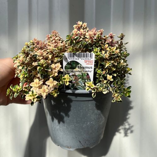 https://images.avasam.com/?url=https://avasamnew.s3.amazonaws.com/product/GB010245/S0671554890/main.png&w=500