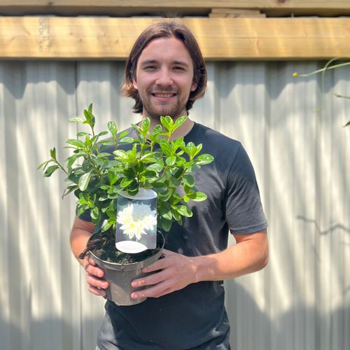 Azalea 'Schneewittchen' 1.5L