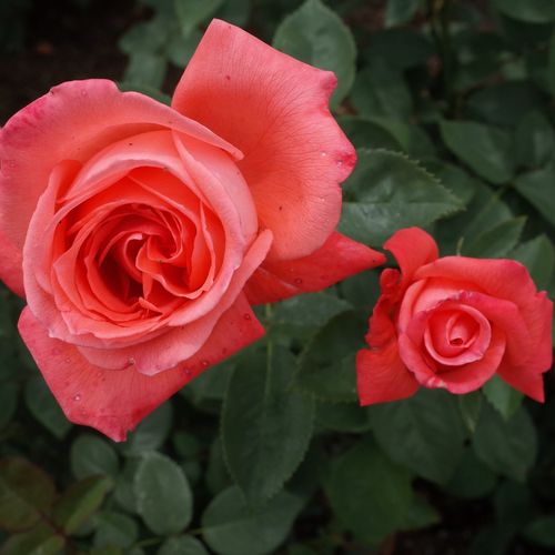 https://images.avasam.com/?url=https://avasamnew.s3.amazonaws.com/live//Superstarrose1.jpg&w=500