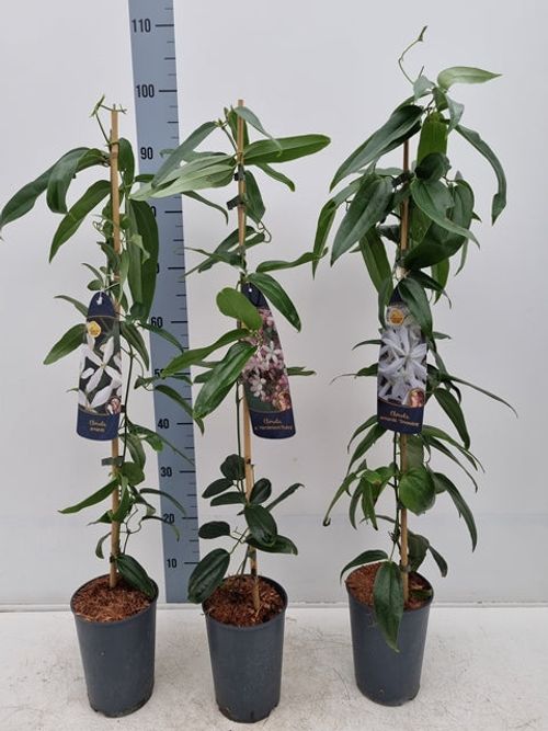 https://images.avasam.com/?url=https://avasamnew.s3.amazonaws.com/live//EvergreenClematis.jpg&w=500
