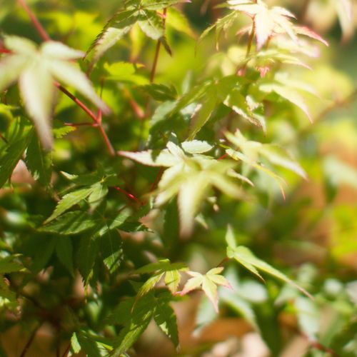 Acer palmatum 'Little Princess'