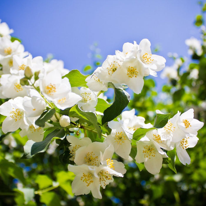 Philadelphus 'Lemoinei' Mock Orange 2L