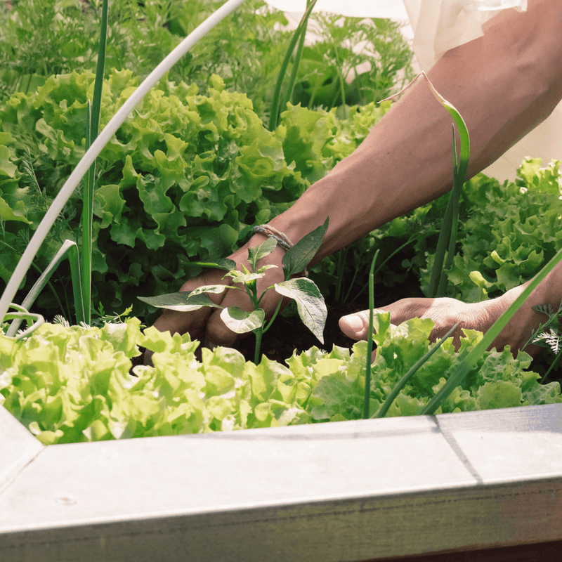 Allotment Pack Special Offer - Topsoil, Compost, Grit and Membrane