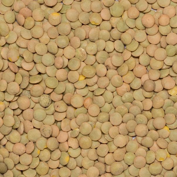 Organic Green Lentils