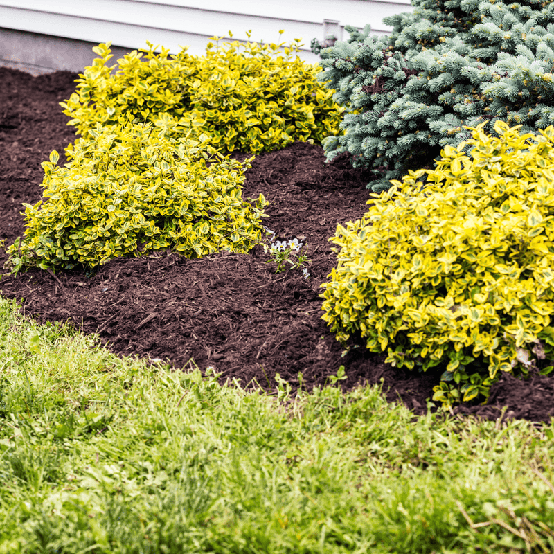 Wintermix Compost Garden Mulch
