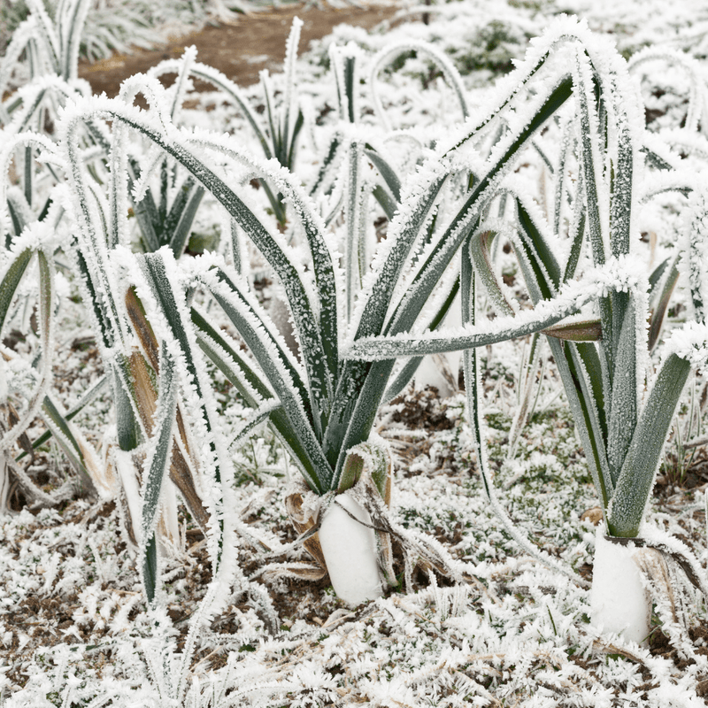 Wintermix Compost Garden Mulch