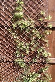 180cm x 90cm Expandable Wooden Garden Trellis Panel