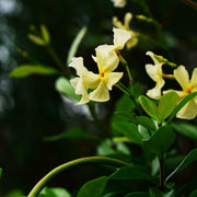 yellowjasmine.jpg
